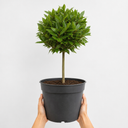 5L Bay Tree Standard, Laurus Nobilis, Nursery Pots