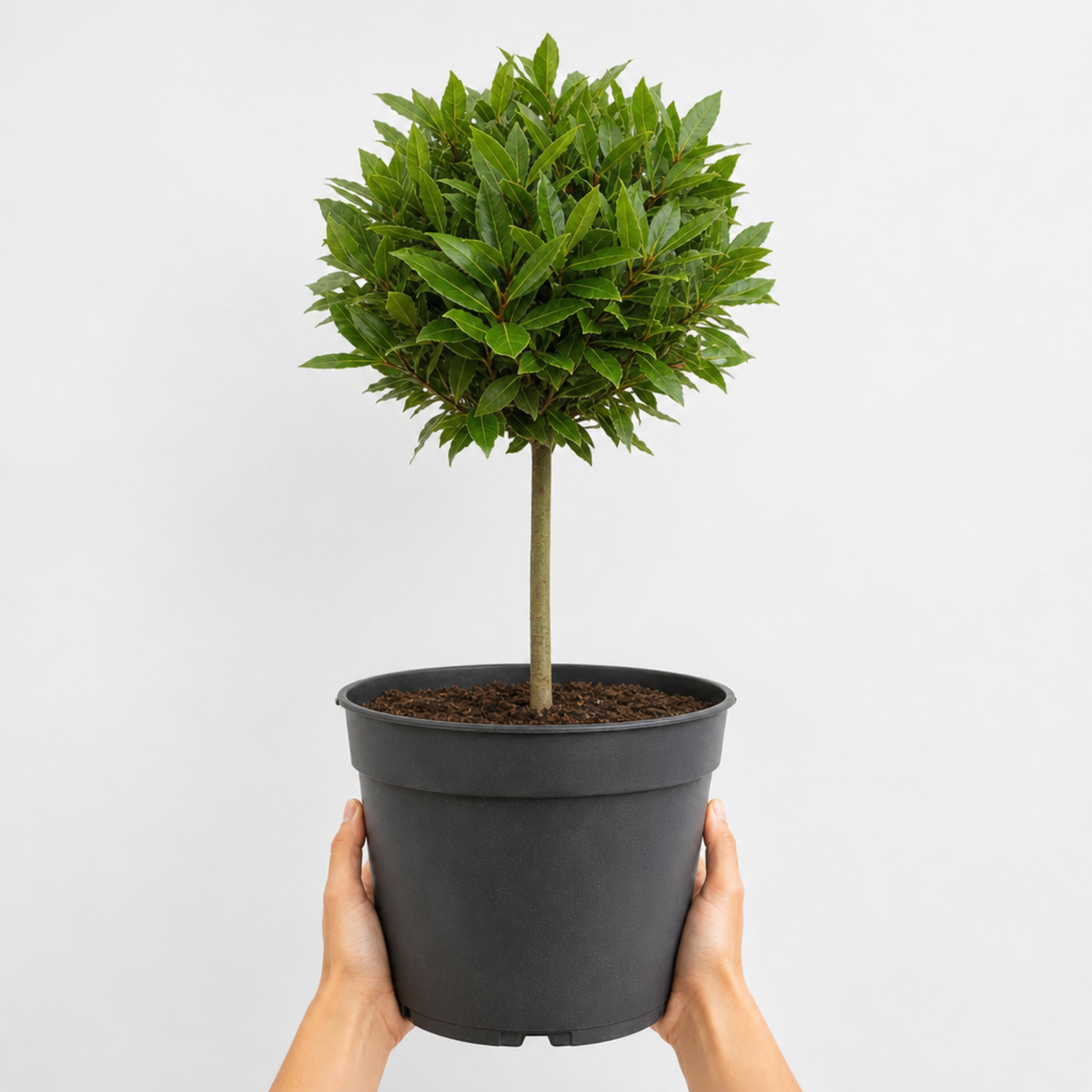 Bay Tree Standard (Laurus nobilis) – Clipped Evergreen Herb (5L Pot)