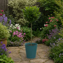 3L Bay Tree 60-70cm, Culinary Evergreen, Nursery Pots