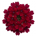 Lobelia Starship Burgundy Upright Plants (Set of 3 or 6)