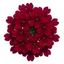 Set of 3 or 6 Lobelia Starship Burgundy Upright Hardy Perennial Plants, Outdoor Garden Ready, 1 Litre Root Ball