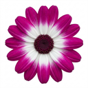 Senetti Pink Bicolour Live Plants