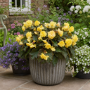 Begonia Non Stop Mocca Yellow Plant (5L Pot)