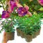 Set of 3 or 6 Large Plants - Fuchsia Diva Light Pink & Purple, Ready to Plant in Your Garden