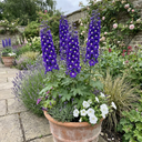 Delphinium Pacific Giants King Arthur Plants (Set of 3 or 6)