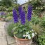 Set of 3 or 6 Delphinium Pacific Giants King Arthur Hardy Perennial Plants, Tall Cottage Garden Flowers, Outdoor Garden Ready, 1 Litre Root-Ball
