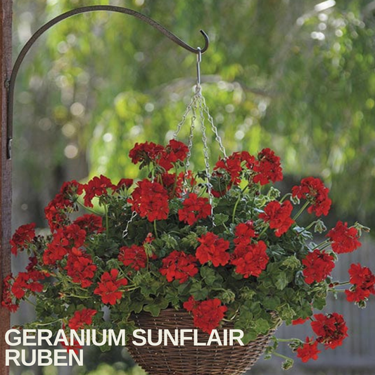 Hanging basket trailing with deep red ivy-leaved geranium flowers outdoors, caption text overlaid