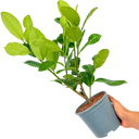 Prunus Rotundifolia Plant