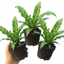 Set of 3 or 6 Hart’s Tongue Fern Plants, Hardy Evergreen Shade Loving Perennial Ferns, Outdoor Garden Ready, 1 Litre Root-Ball