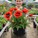 Oriental Papaver Red Rumble Plant (3L Pot)