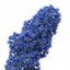 1 Ceanothus Thyrsiflorus Zanzibar California Lilac Plant, Hardy Evergreen Blue Flowering Shrub, 3L Root-Ball