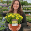 1 Large Plant - Petunia Rimarkable Hello Yellow, Outdoor Garden Ready, 2L Pot