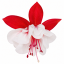 3 Trailing Fuchsia Sir Matt Busby Plants, Red & White, 10.5cm Pots, Summer Bedding