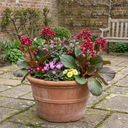 Bergenia Rotblum Hardy Evergreen Perennial Plants (Set of 3 or 6)