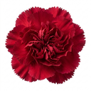 Carnation Capitan Diaz Dianthus Plants