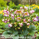 Hellebore Frostkiss Glenda's Gloss Plant (2L Pot)