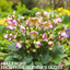 Hellebore Frostkiss Glenda's Gloss