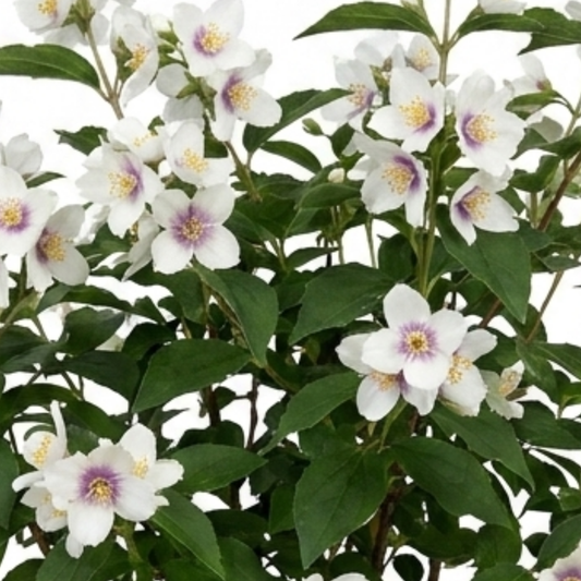 White single flowers with purple-stained centres and yellow stamens among glossy dark green leaves