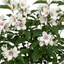 1 Philadelphus Belle Etoile Mock Orange Plant, Fragrant White Flowering Shrub, 3 Litre Root Ball
