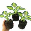 Paul's Glory Plantain Lily Plants (Set of 3 or 6)