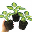 Set of 3 or 6 Large Hosta Plants - Paul's Glory Plantain Lily, Ready to Plant in Your Garden