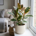 Ficus Elastica Tineke Rubber Tree Plants