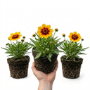 Coreopsis Uptick Gold Bronze Plants (Set of 3 or 6)