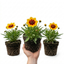 Set of 3 or 6 Coreopsis Uptick Gold Bronze Hardy Perennial Plants, Bee Friendly Summer Flowering, 1 Litre Root Ball