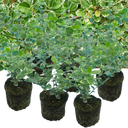 Euonymus Emerald Gaiety Plants (Set of 3 or 6)