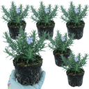 Rosemary ‘Blue Winter’ Herb Plants (Set of 3 or 6)