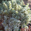 Set of 3 or 6 Large Plants - Euonymus Microphyllus Albovariegatus, Peat-Free & Garden-Ready