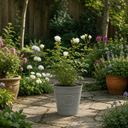 3Ltr Patio Rose Plant, White Rose Bush, Nursery Pots