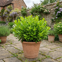 Griselinia Littoralis Plant (2L Pot)
