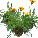 Gazania Kiss Any Colour Mix Plants (Set of 3 or 6)