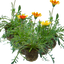 Set of 3 or 6 Large Plants - Gazania Kiss Any Colour Mix, Ready to Plant in Your Garden