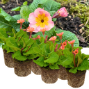 Polyanthus Stella Champagne Plants (Set of 3 or 6)