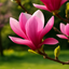 Magnolia Tulip