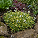 3 Arabis Old Gold Rock Cress Plants, 9cm Pots