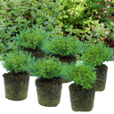 Thyme Lemon Variegated Plants (Set of 3 or 6)