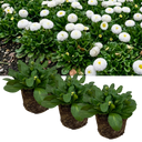 Bellis Habanera ‘White’ Plants (Set of 3 or 6)