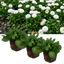 Set of 3 or 6 Garden Ready Plants – Bellis Habanera ‘White’, Ready to Plant in Your Garden