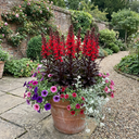 Lobelia Starship Bronze Leaf Upright Plants (Set of 3 or 6)