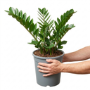 Zamioculcas Zamifolia ZZ Plants