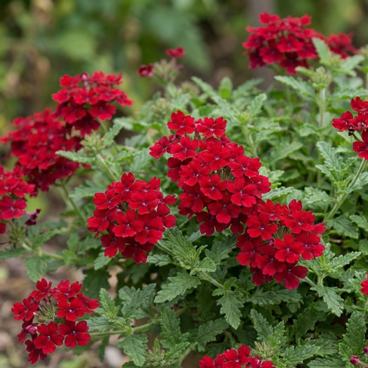 Deep crimson-red verbena florets in rounded clusters above toothed green leaves