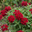 Set of 3 or 6 Verbena Trailing Deep Red Plants, Summer Flowering Bedding, Hanging Basket & Outdoor Garden Ready, 10.5cm Root Ball