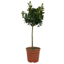 Outdoor Garden Ready Plant (5L Pot)