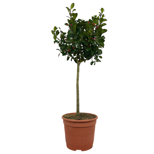 Holly (Ilex) – Clipped Standard (5L Pot)
