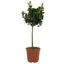 1 Holly Heckenfee Standard Tree – Outdoor Garden Ready, Supplied Fresh in 5L Pot