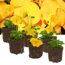 Pansy Delta Pro Yellow Plants (Set of 3 or 6)