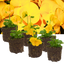 Set of 3 or 6 Large Plants - Pansy Delta Pro Yellow, Ready to Plant in Your Garden